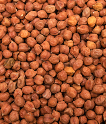 Bold Chana